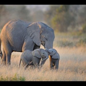 Meet your Posher, Dora